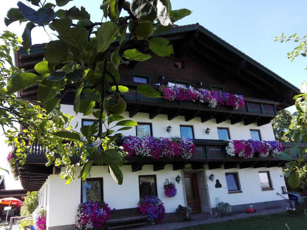 Schusterbauer *